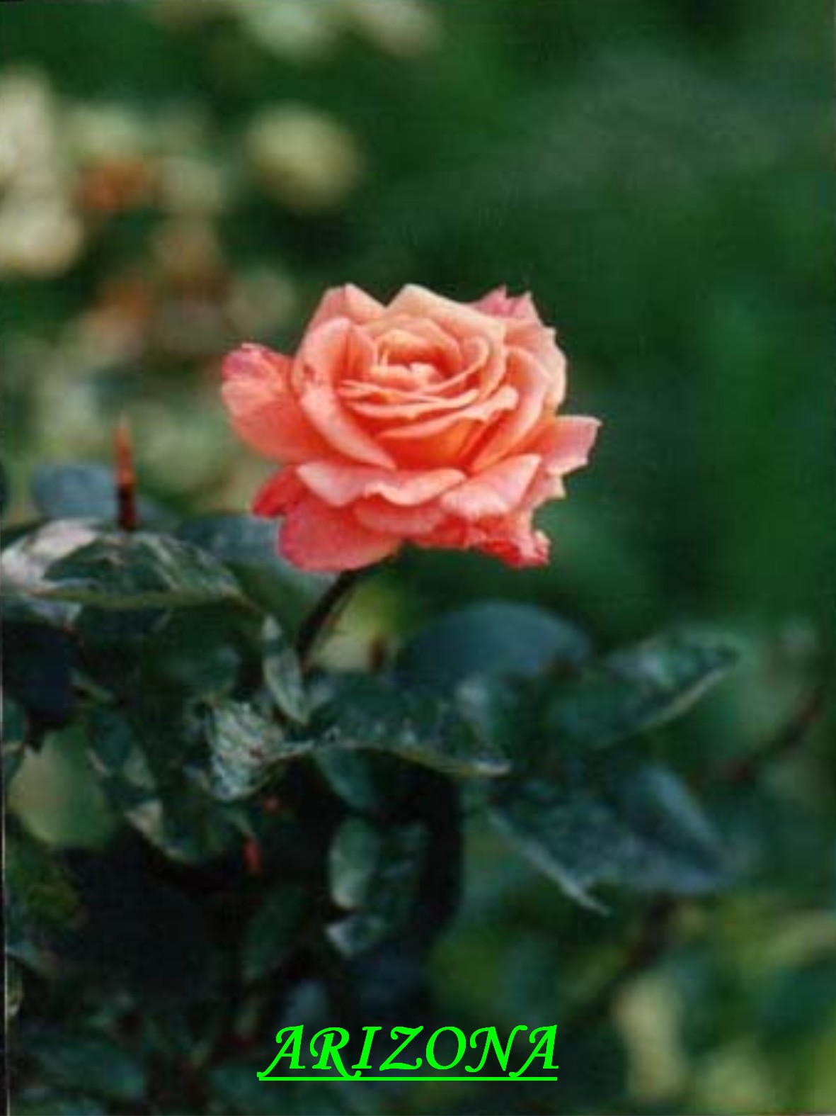 Růže - ARIZONA.jpg