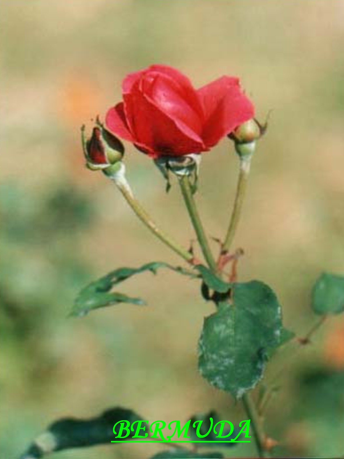 růže - BERMUDA.jpg