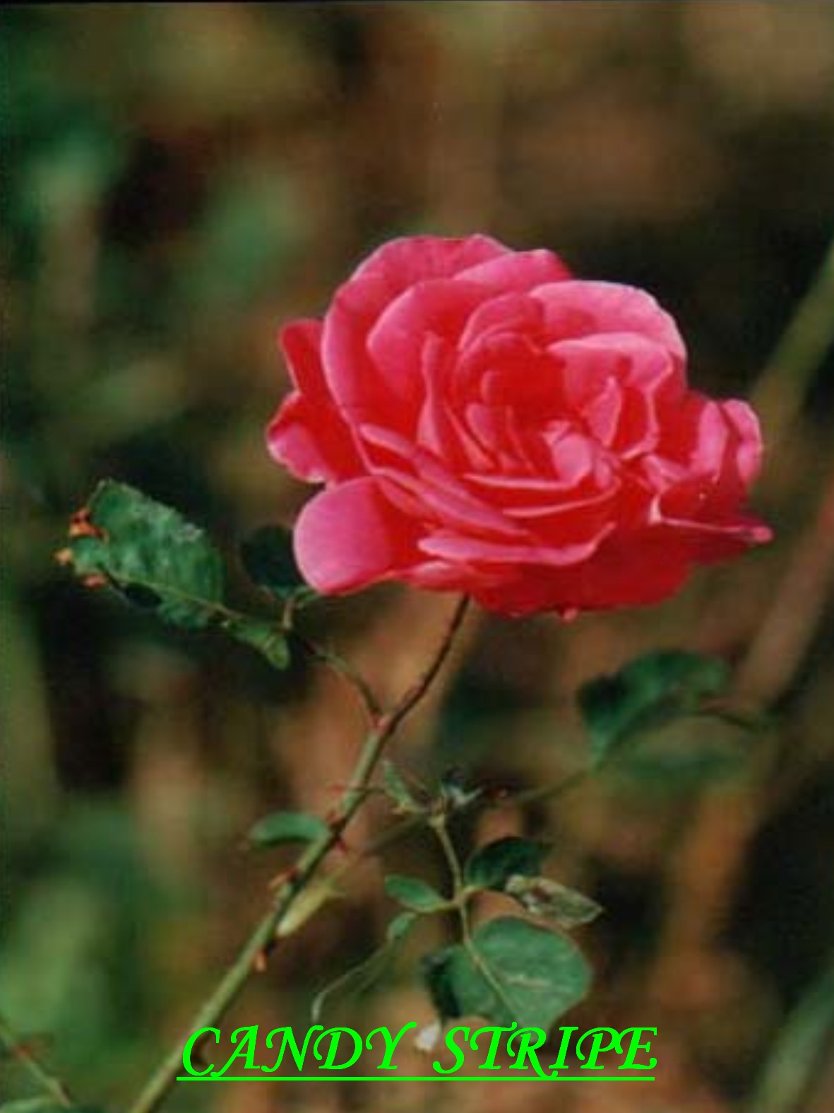 růže - CANDY STRIPE.jpg