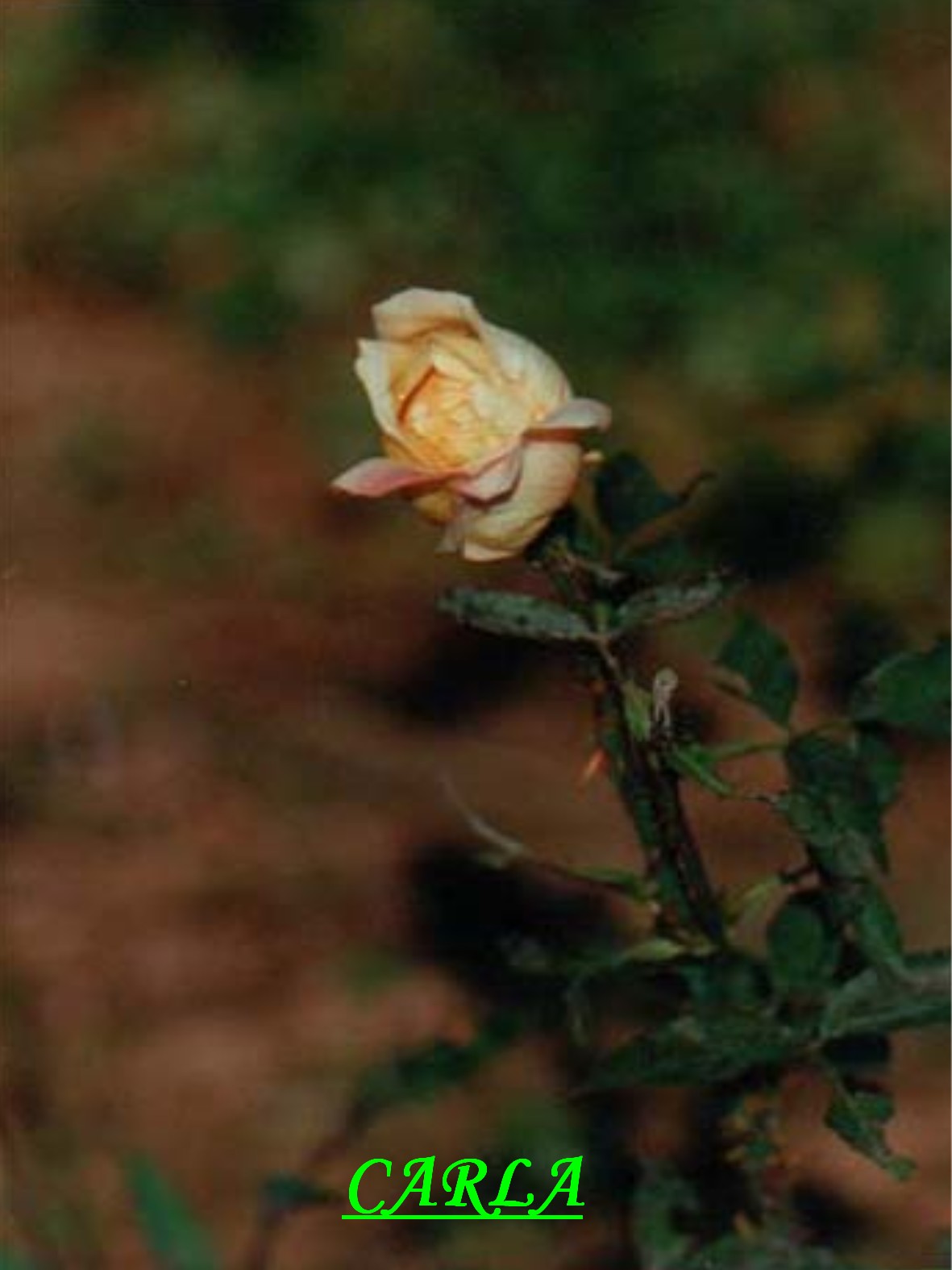růže - CARLA.jpg