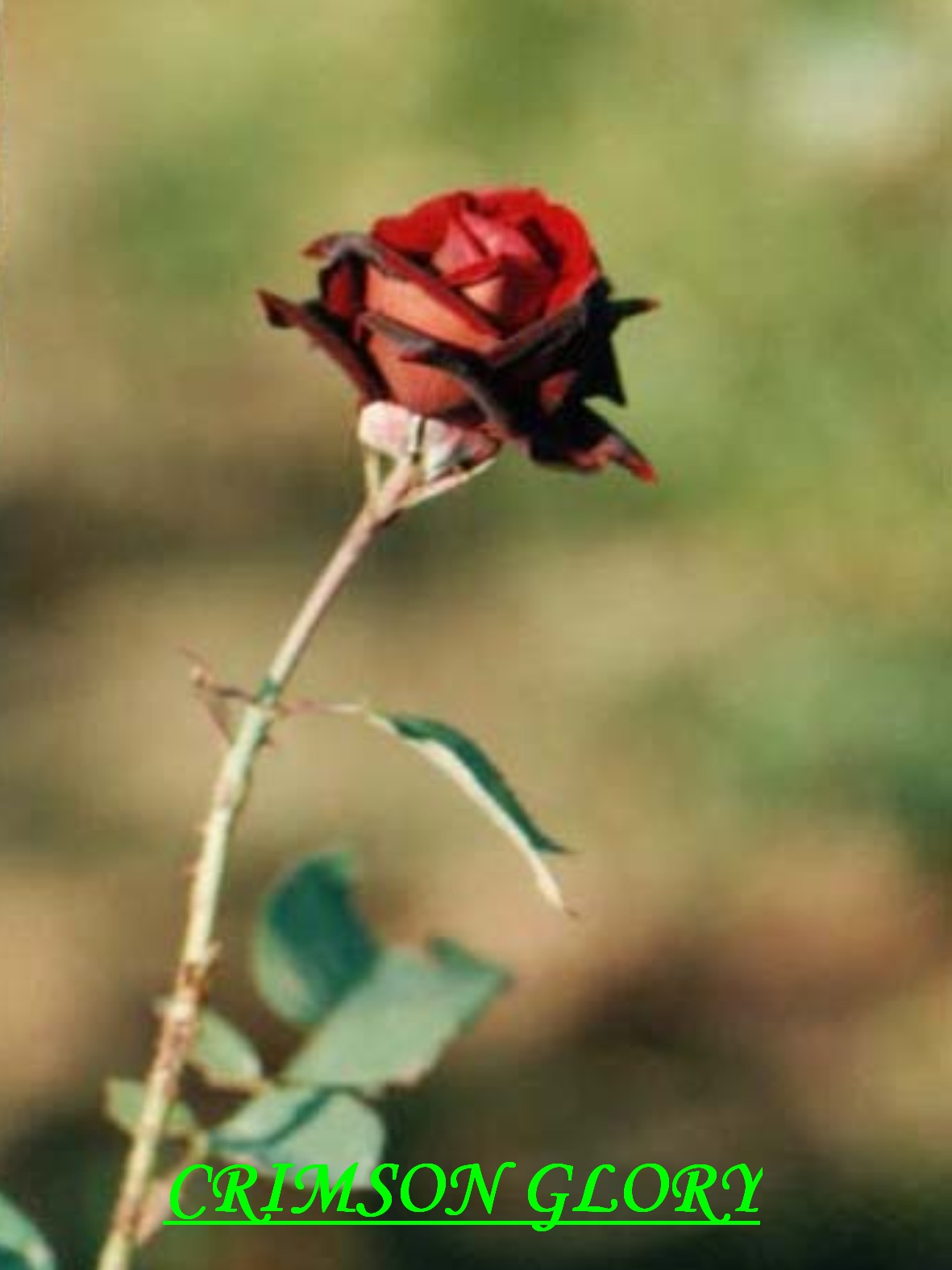 růže - CRIMSON GLORY.jpg