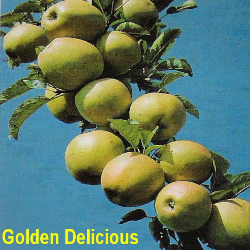 Golden D.jpg