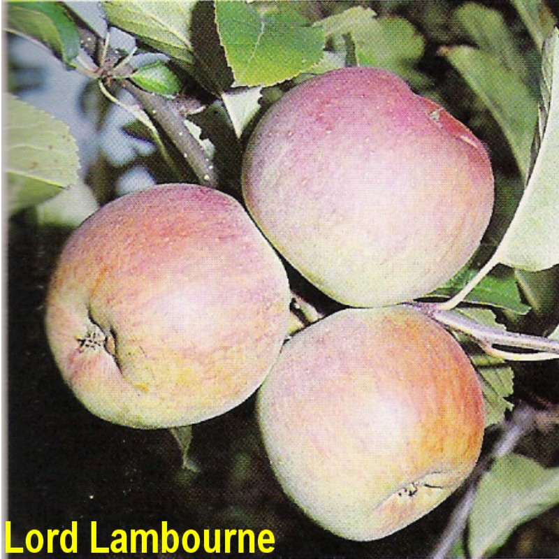 Lord Lambourne.jpg
