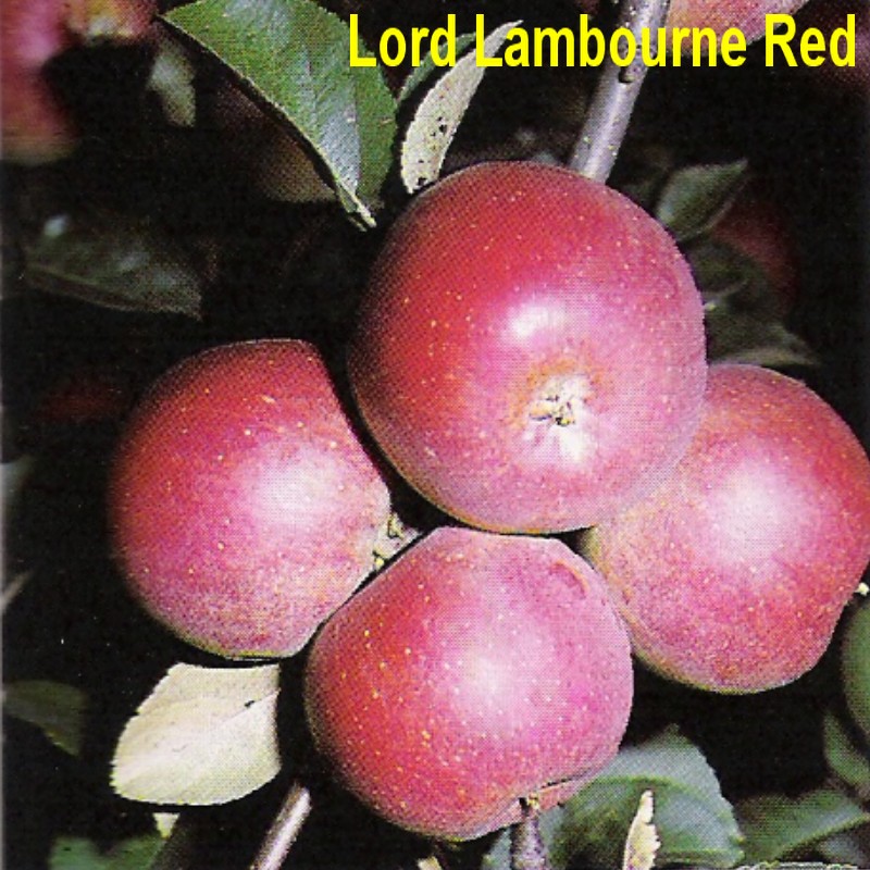 Lord Lambourne Red.jpg