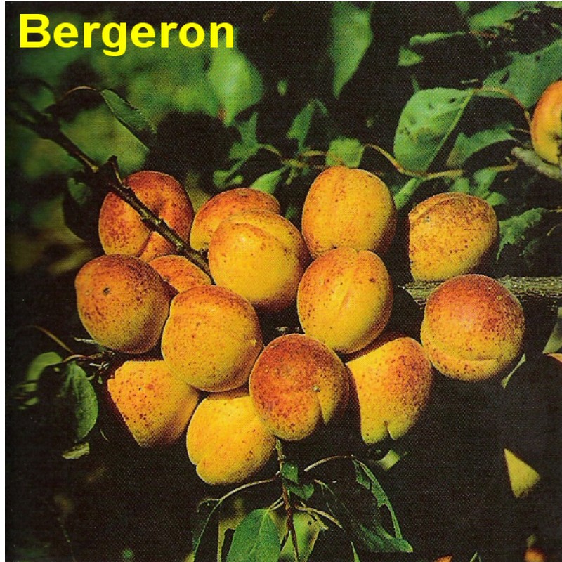 Bergeron(2).jpg