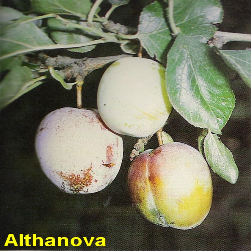 Althanova.jpg