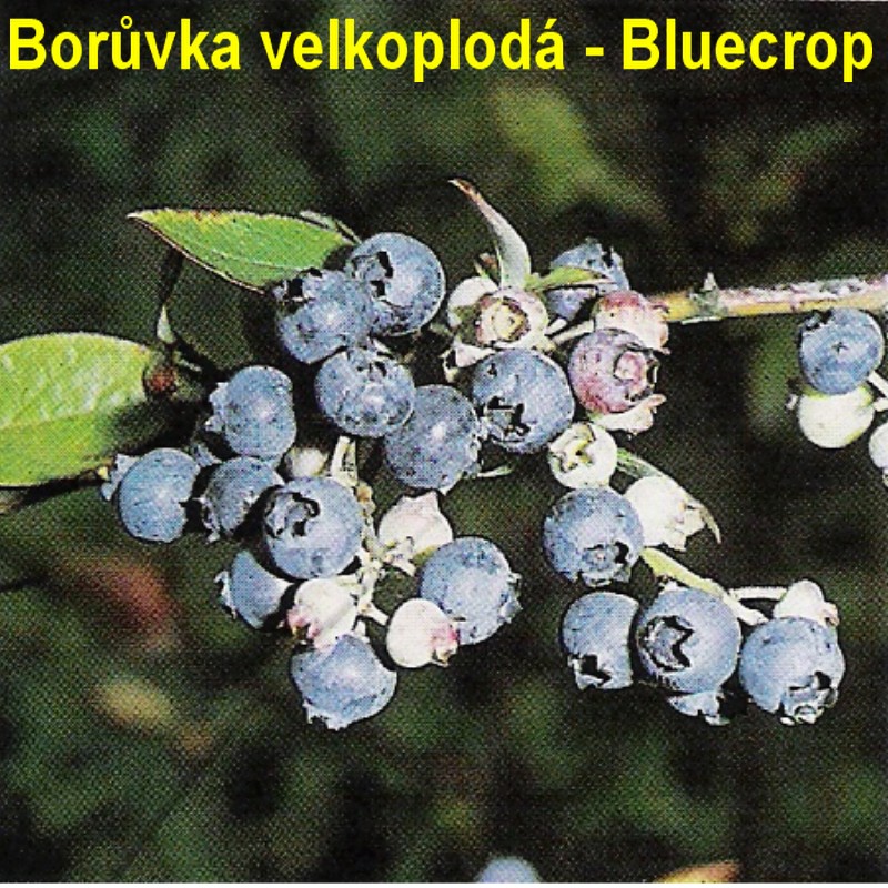 Bluecrop.jpg